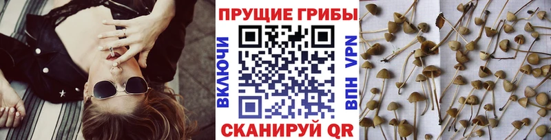 сайты даркнета Telegram  Алагир  Галлюциногенные грибы MAGIC MUSHROOMS  блэк спрут ссылки 